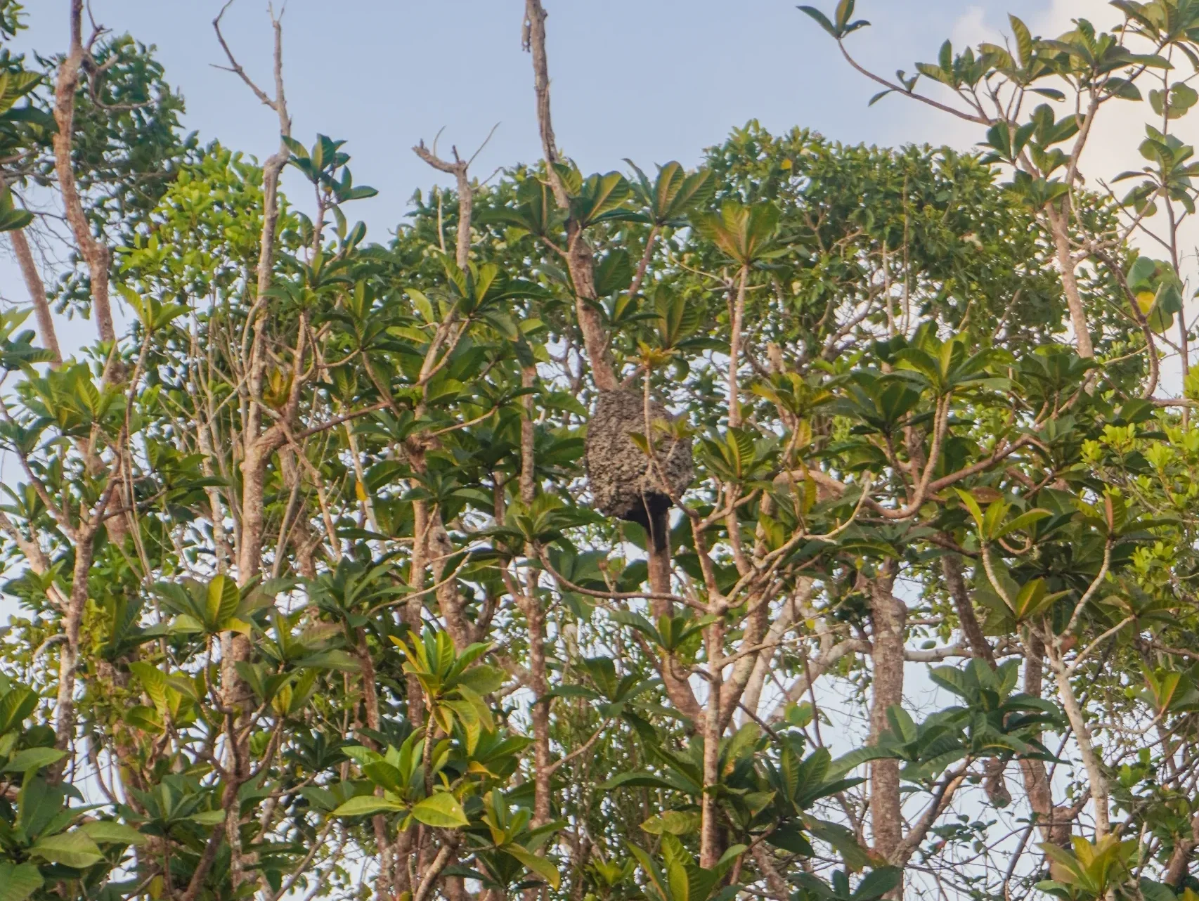 Image hover effect image